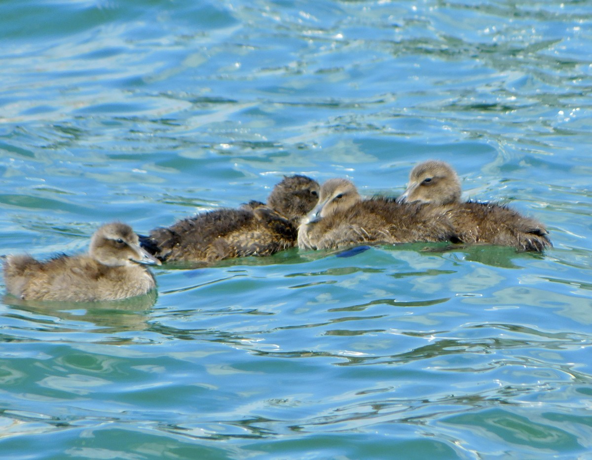 Common Eider - ML620835039