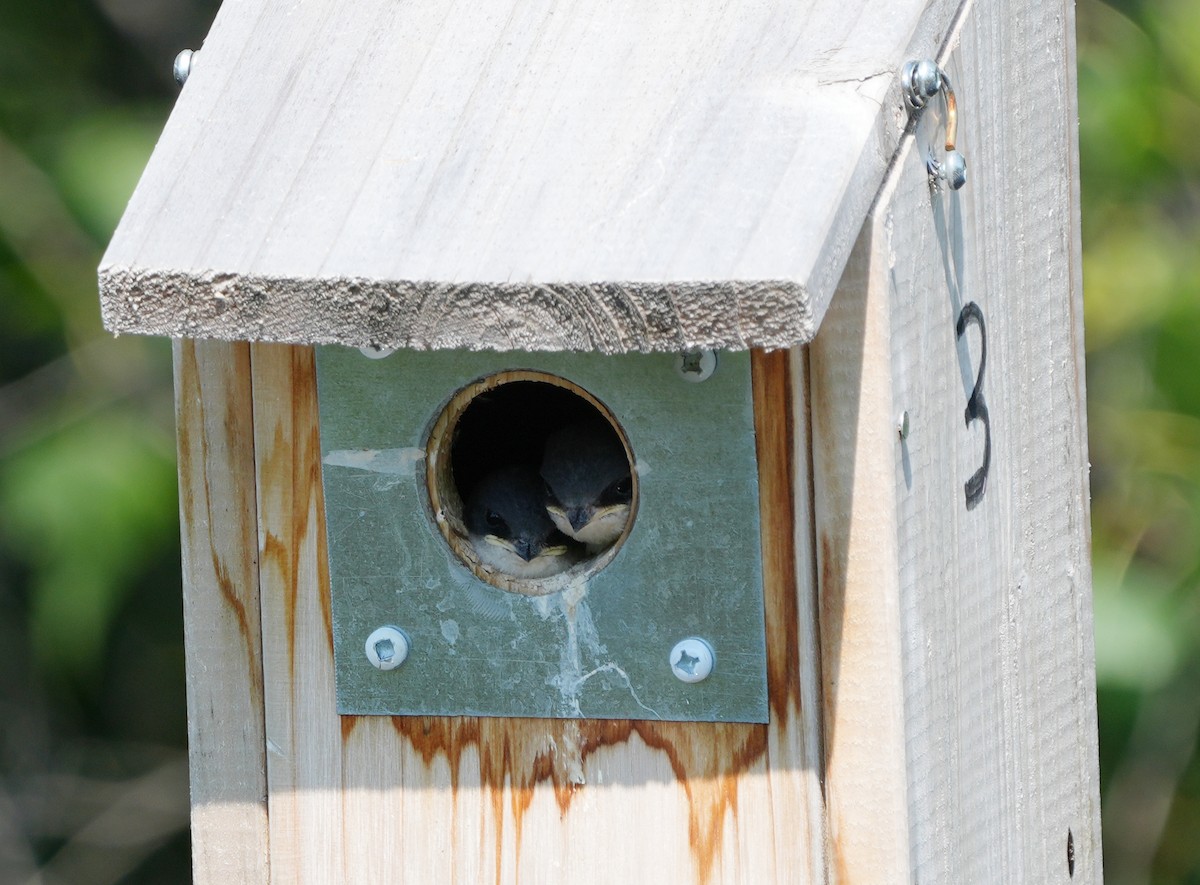 Tree Swallow - ML620835044