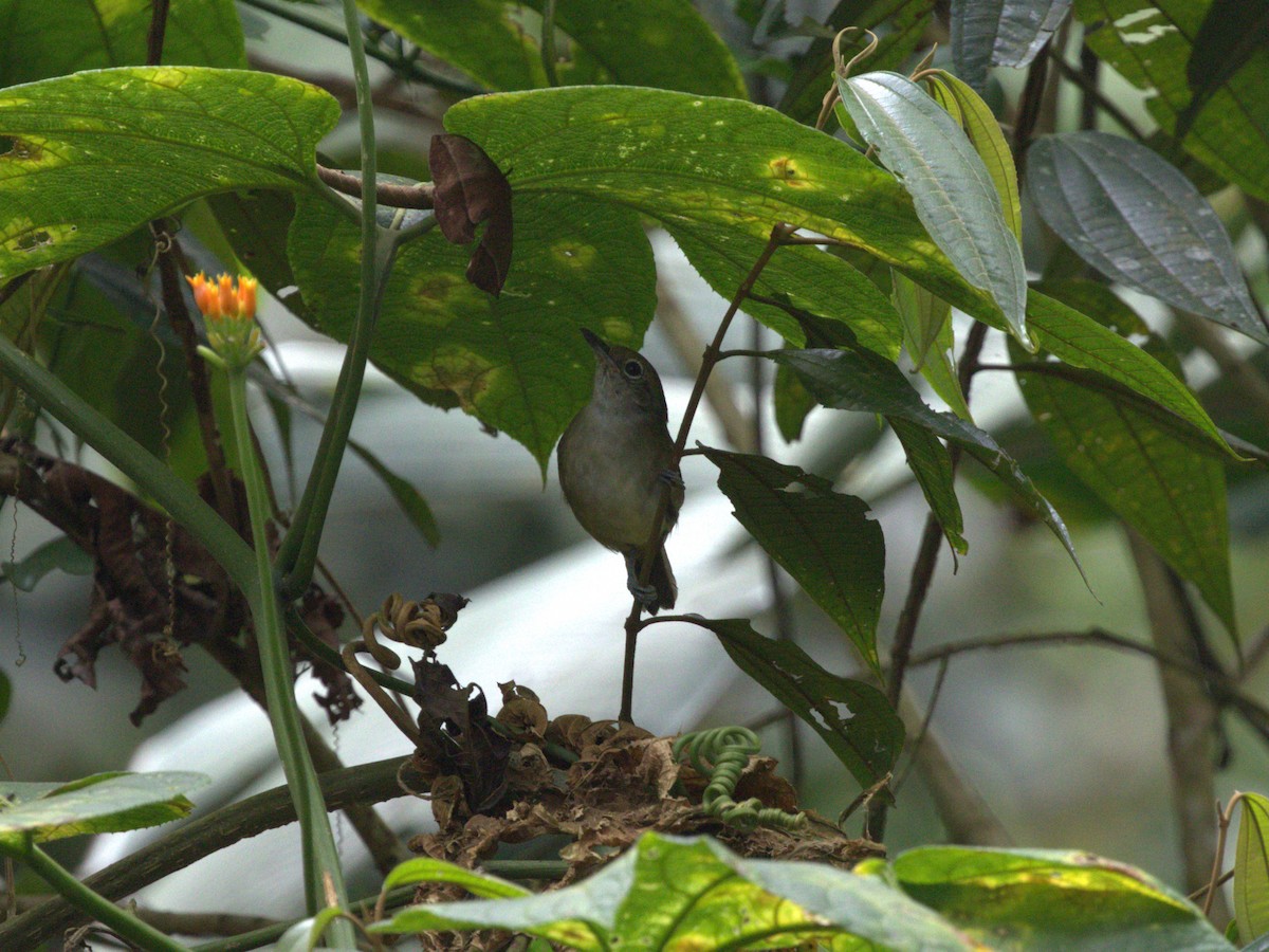 Plain Antvireo - ML620835046