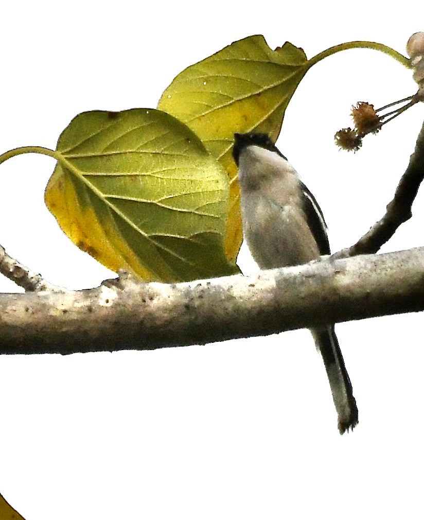 Bar-winged Flycatcher-shrike - ML620835047