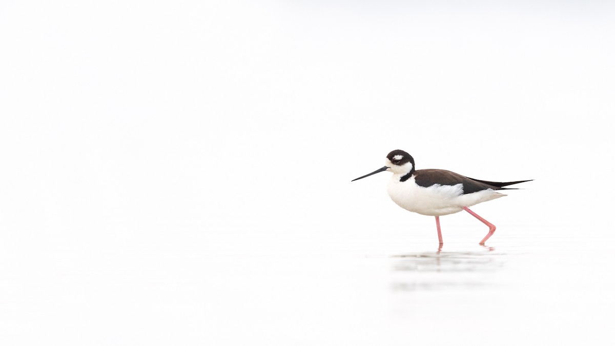 Black-necked Stilt - ML620835054