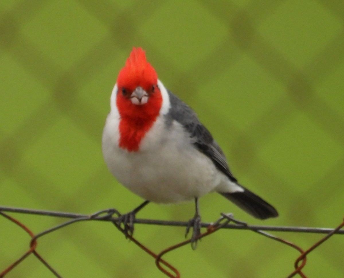 Red-crested Cardinal - ML620835055