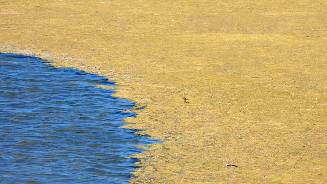 Western Yellow Wagtail - ML620835057