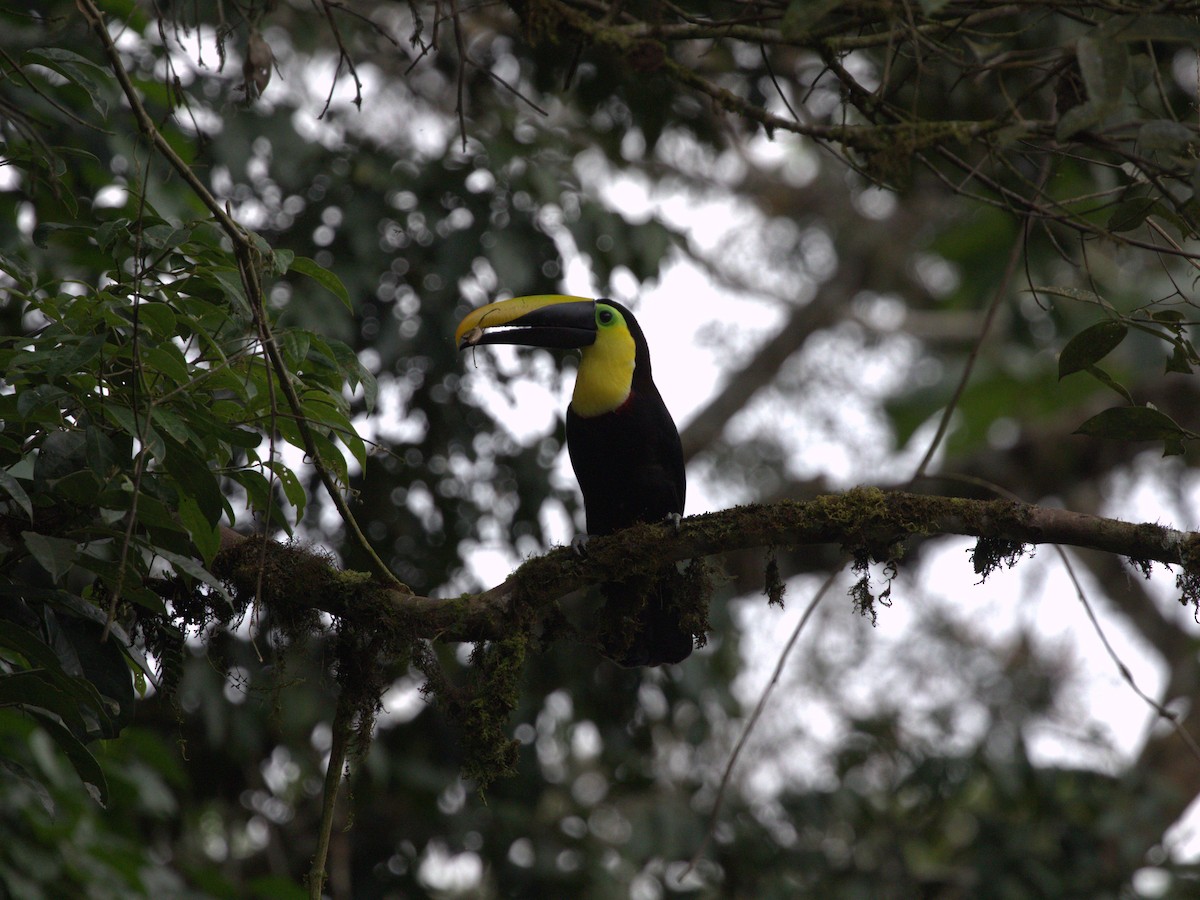 Yellow-throated Toucan (Black-mandibled) - ML620835059