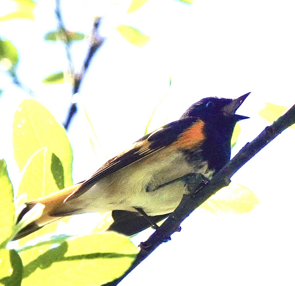 American Redstart - ML620835061