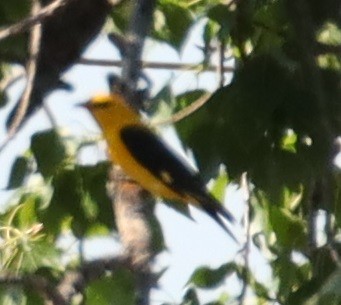 Eurasian Golden Oriole - ML620835067