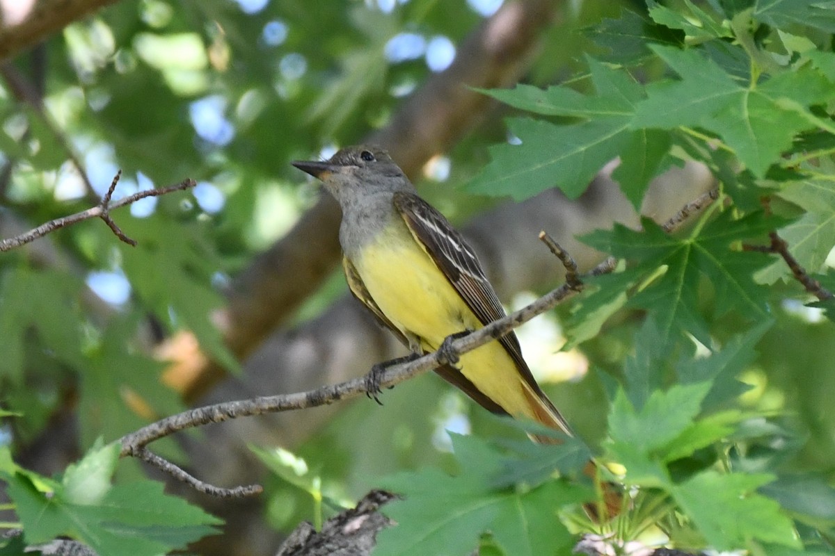 Great Crested Flycatcher - ML620835076