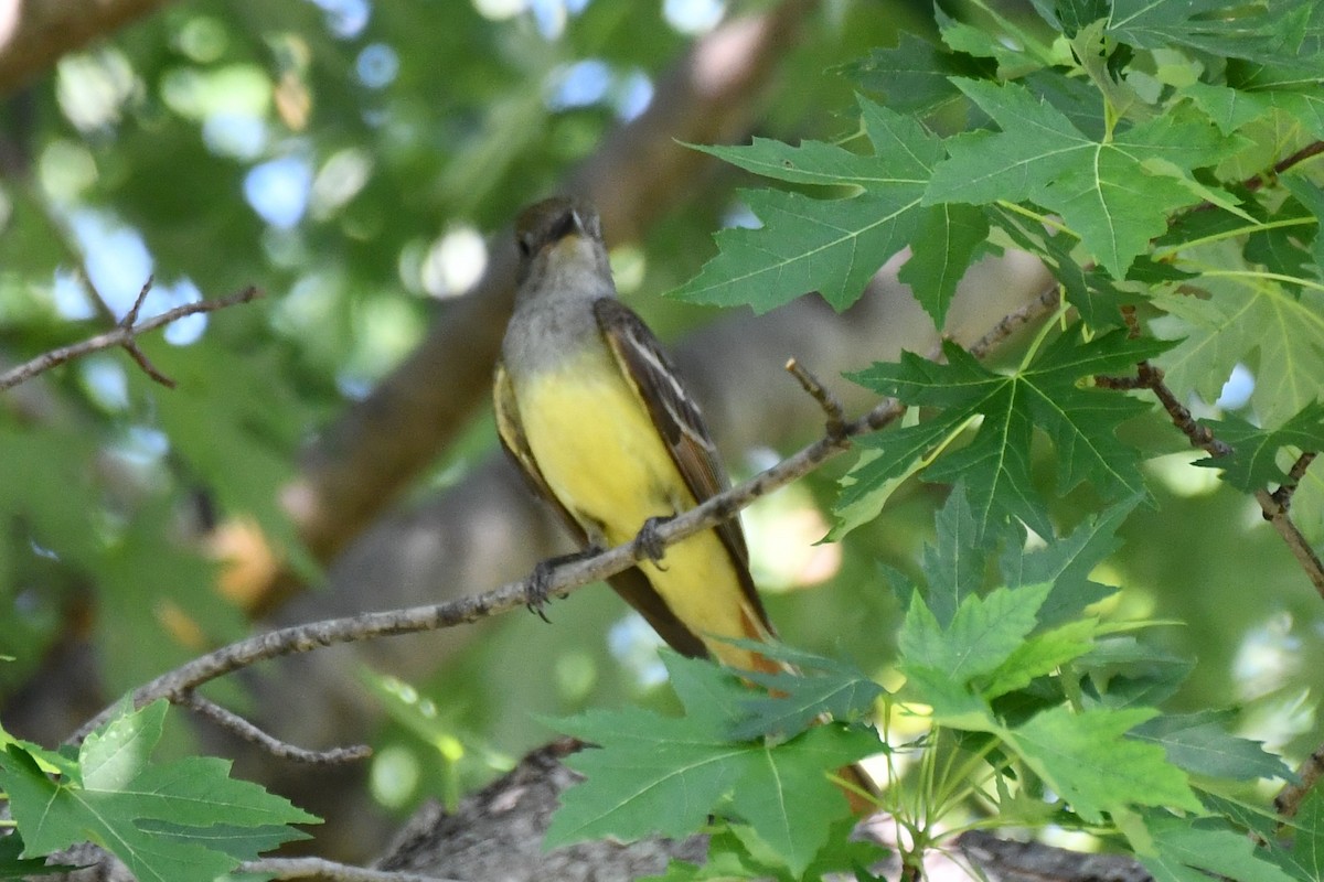 Great Crested Flycatcher - ML620835077