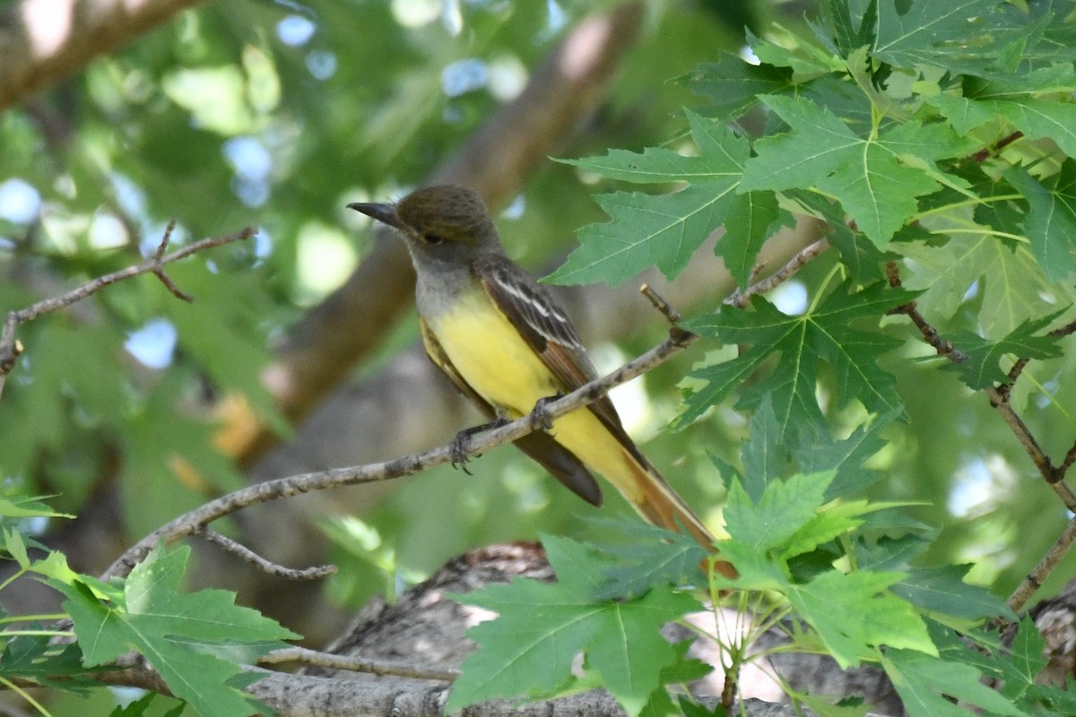 Great Crested Flycatcher - ML620835079