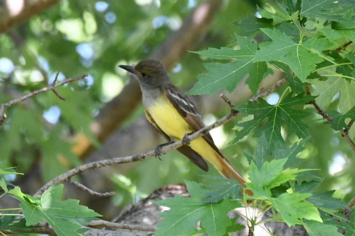 Great Crested Flycatcher - ML620835080
