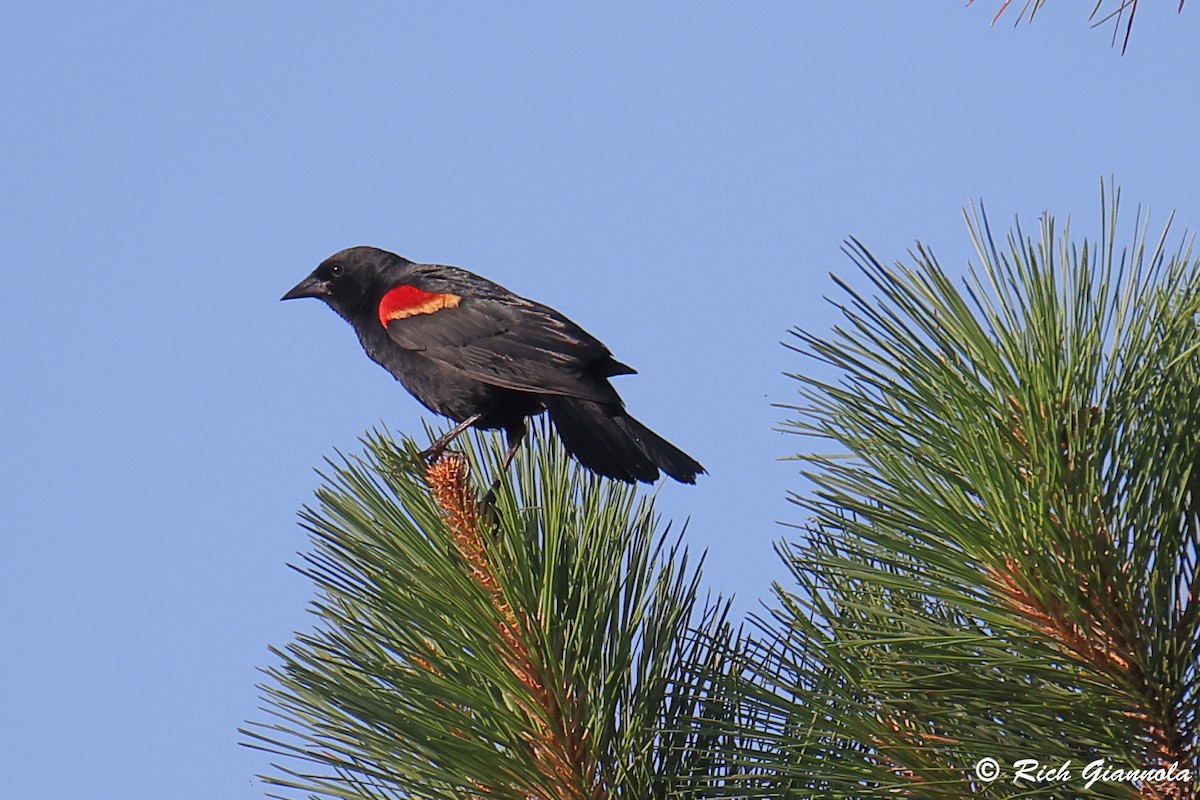 Red-winged Blackbird - ML620835089