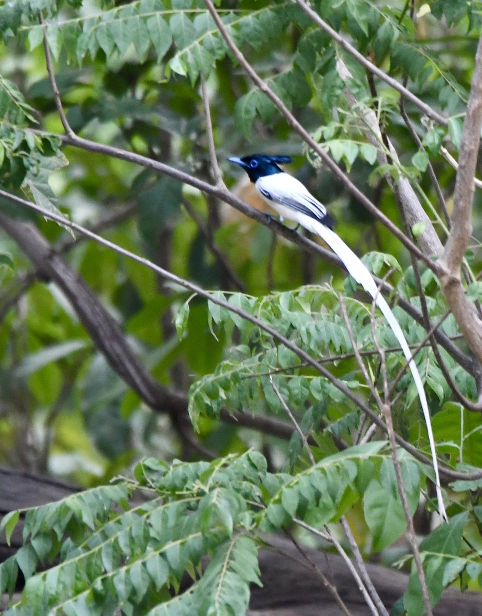 Indian Paradise-Flycatcher - mark perry