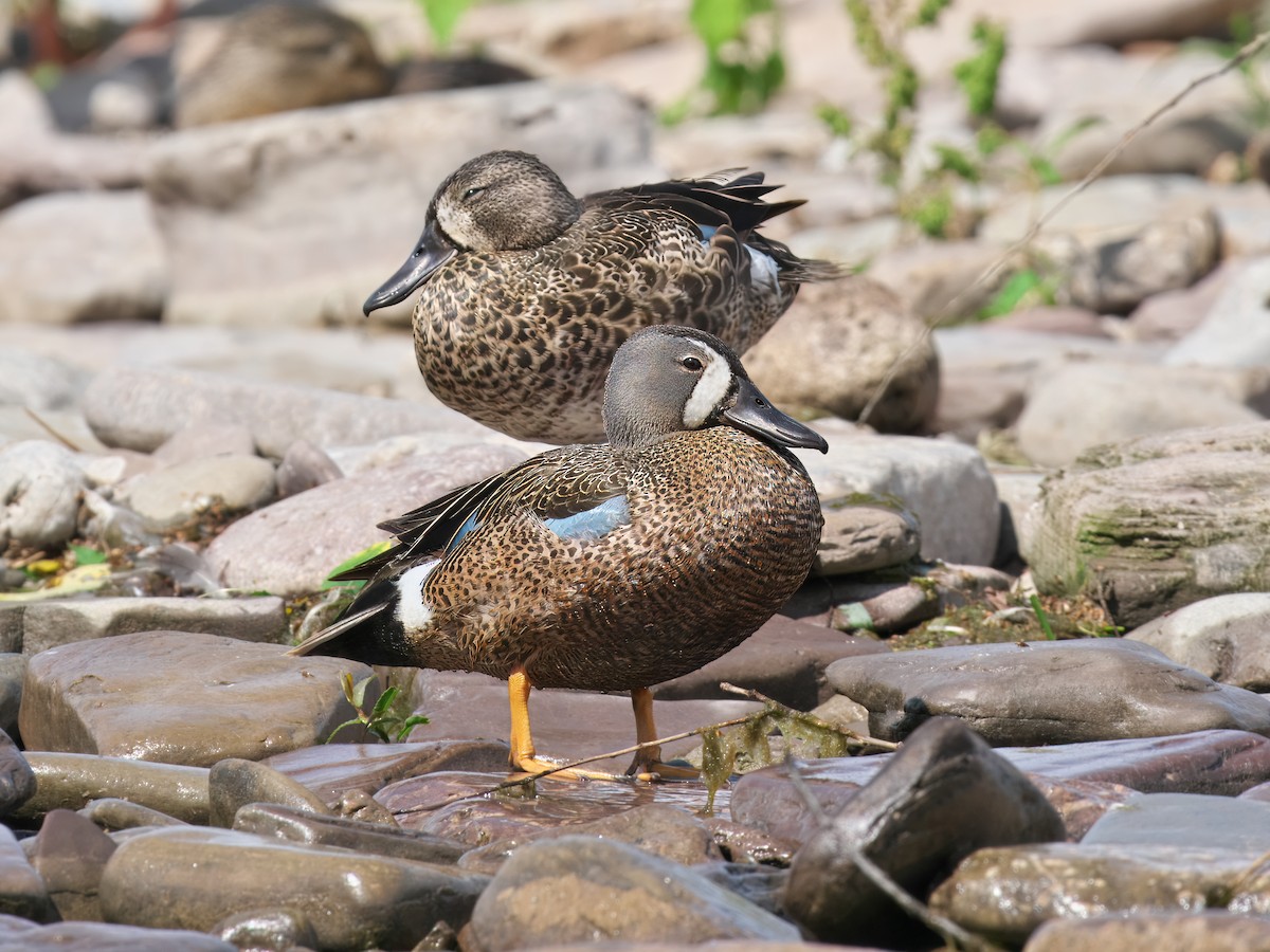 Blue-winged Teal - ML620835125