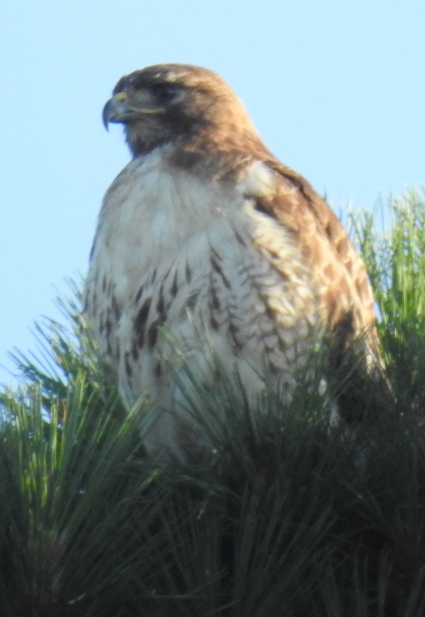 Red-tailed Hawk - ML620835148