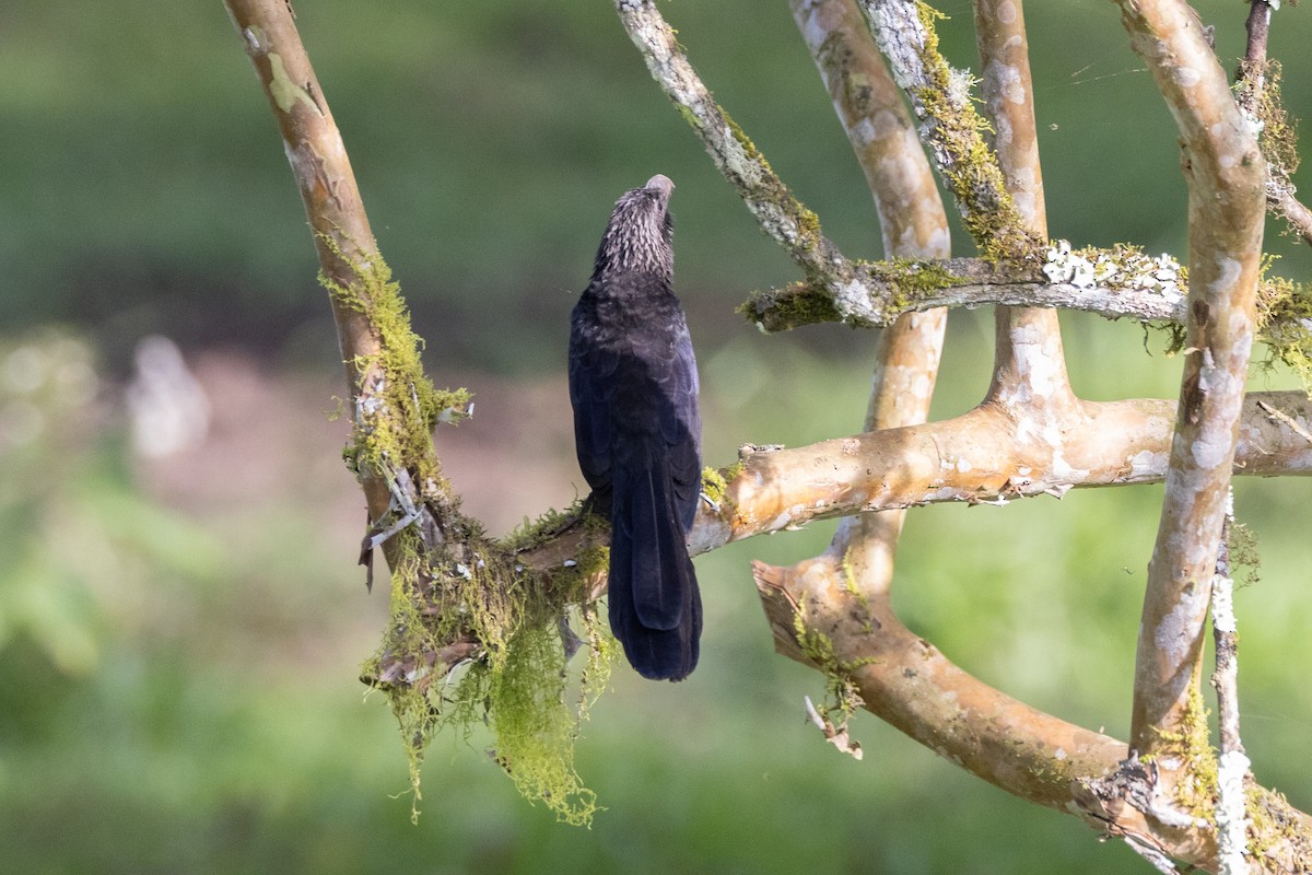 Smooth-billed Ani - Susan Brickner-Wren