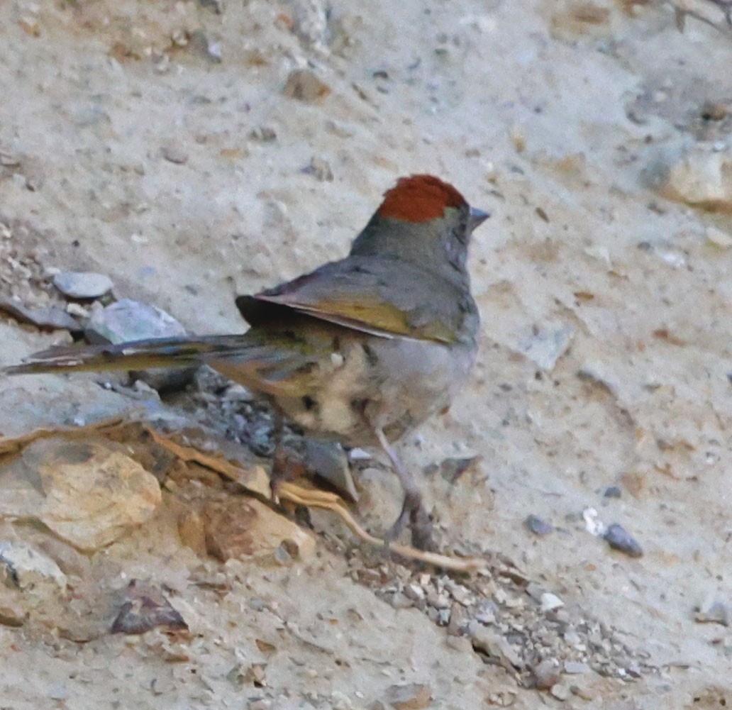 Green-tailed Towhee - Diane Etchison