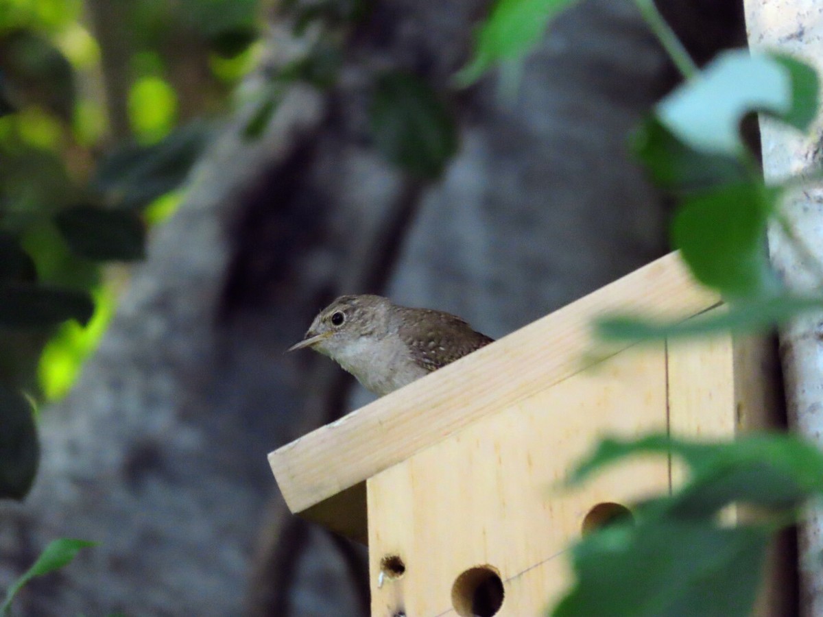 House Wren - ML620835156