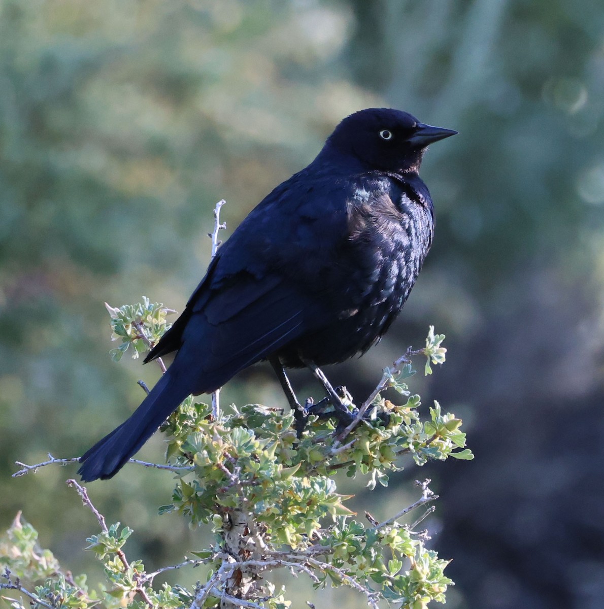 Brewer's Blackbird - ML620835159