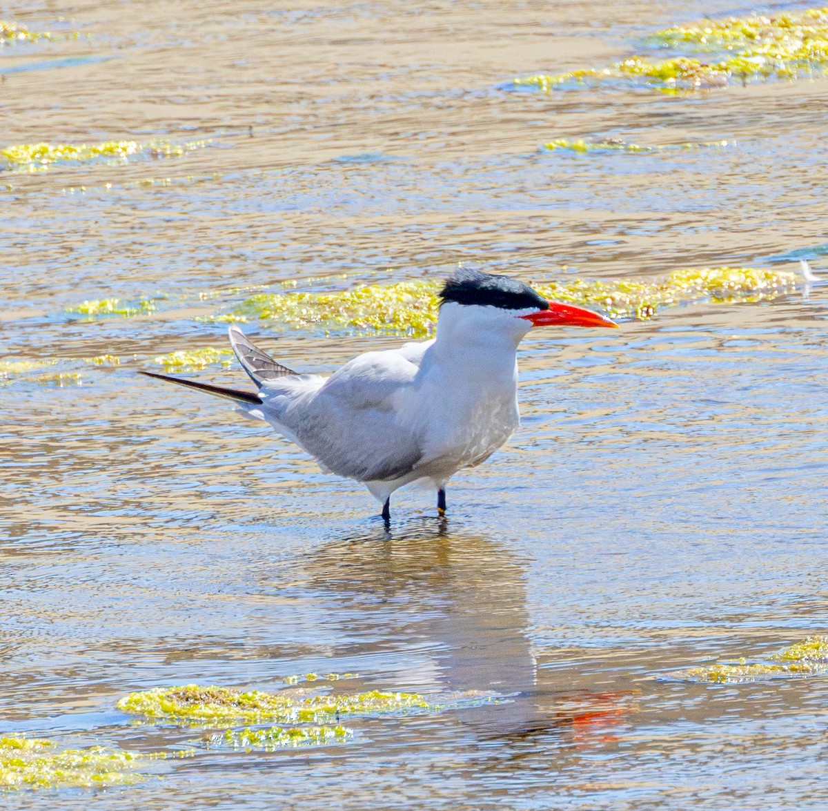 Caspian Tern - ML620835161