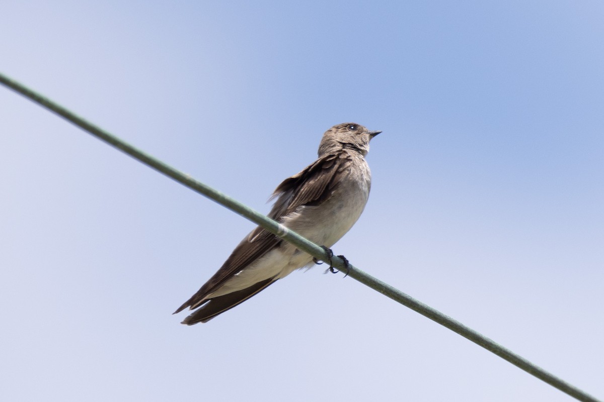 Northern Rough-winged Swallow - ML620835170