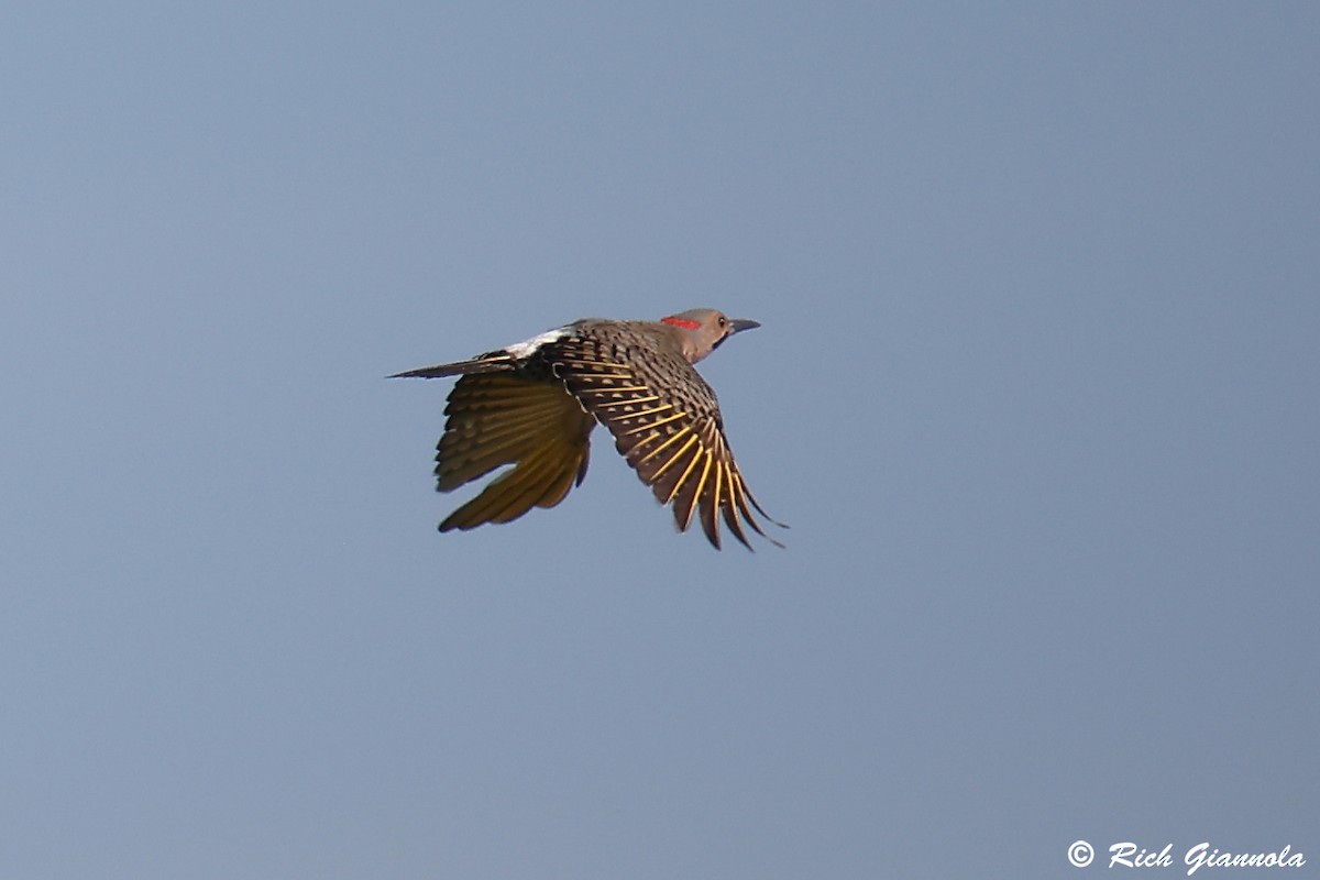 Northern Flicker (Yellow-shafted) - ML620835178