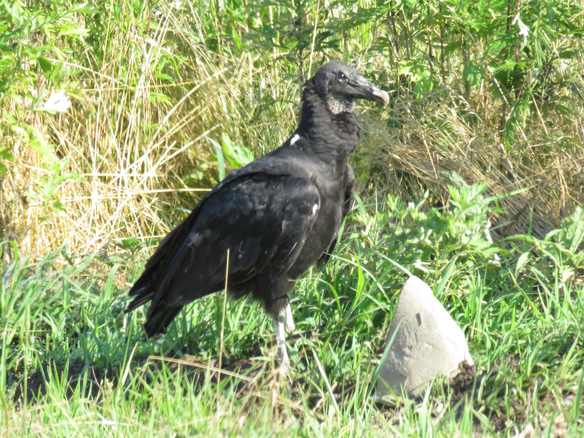 Black Vulture - ML620835182