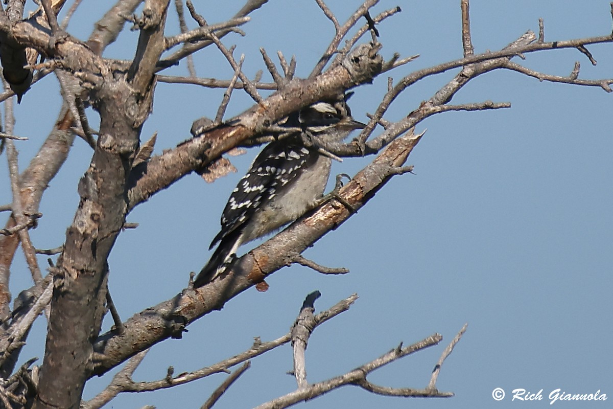 Downy Woodpecker (Eastern) - ML620835185