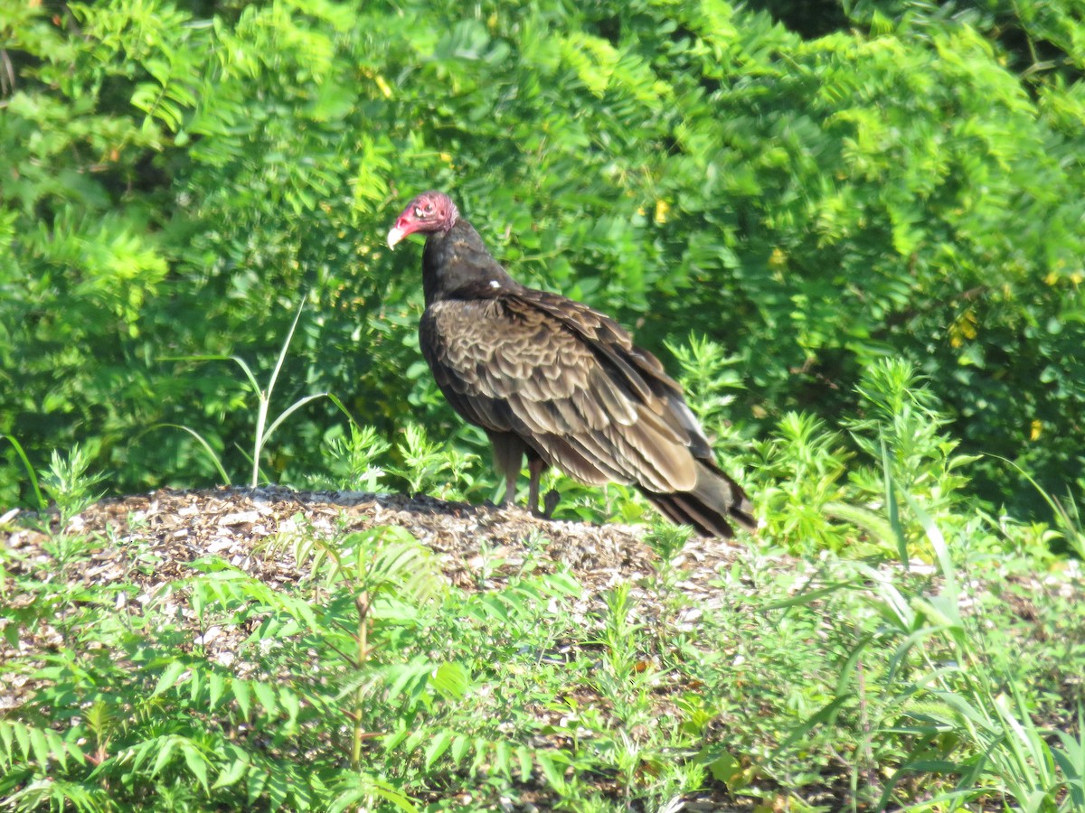 Turkey Vulture - ML620835199