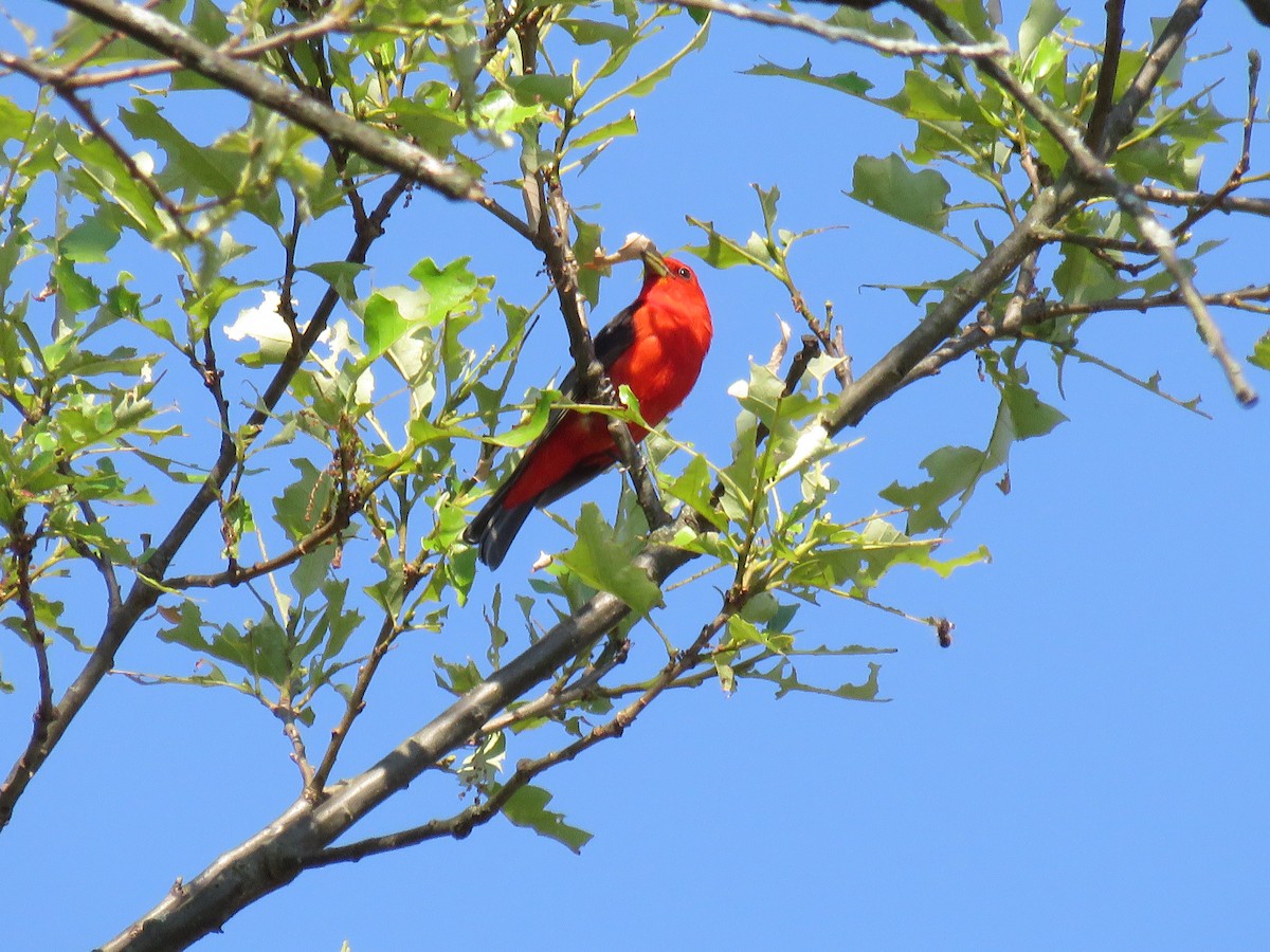Scarlet Tanager - ML620835204