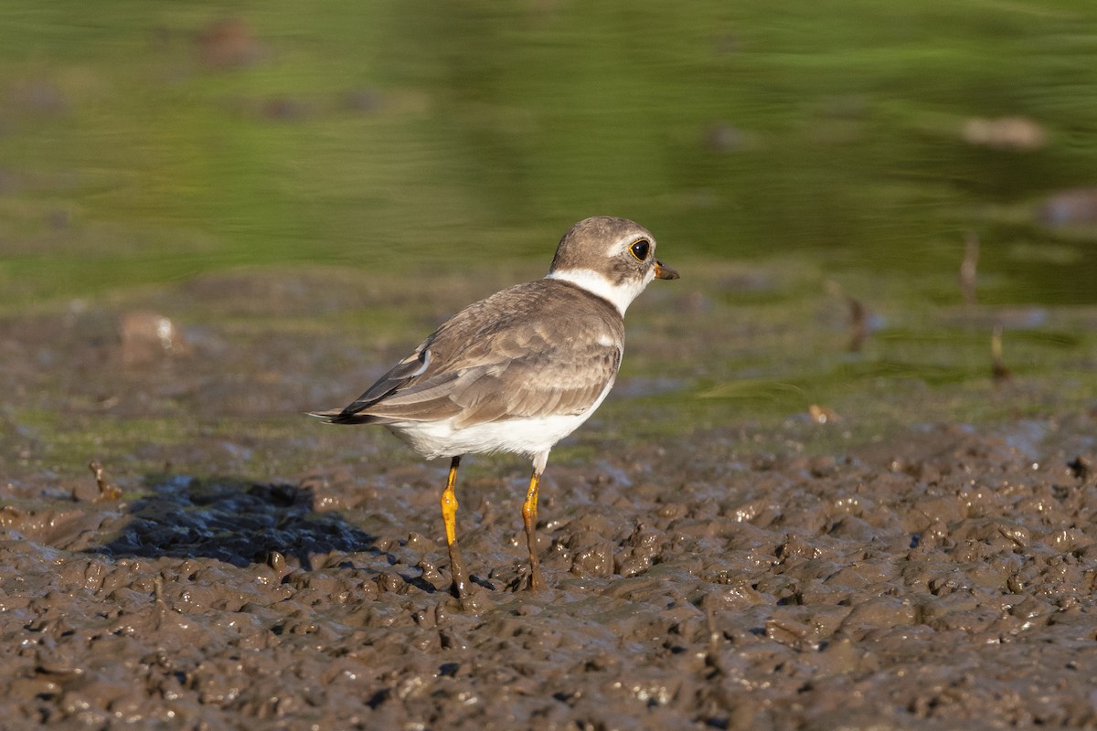 Semipalmated Plover - Susan Brickner-Wren