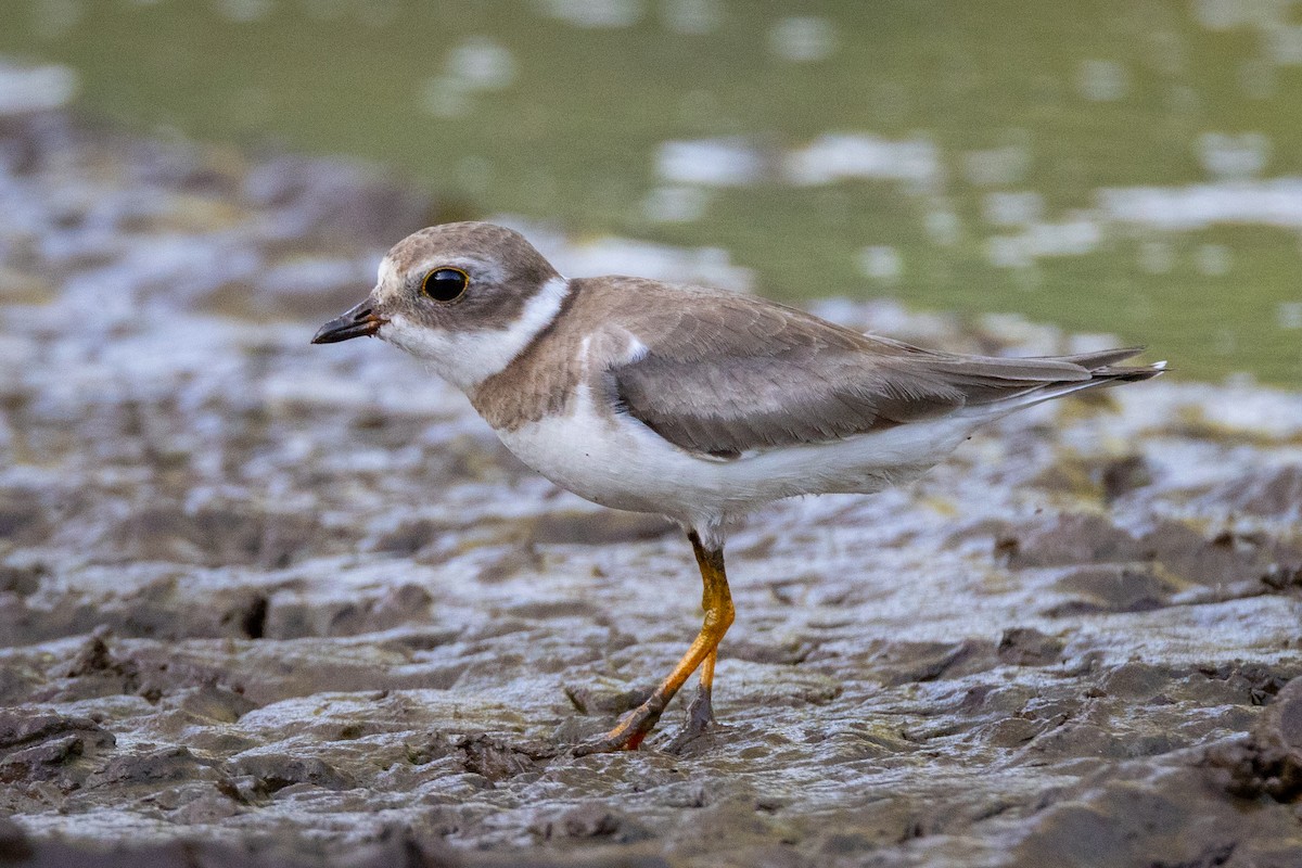 Semipalmated Plover - ML620835209