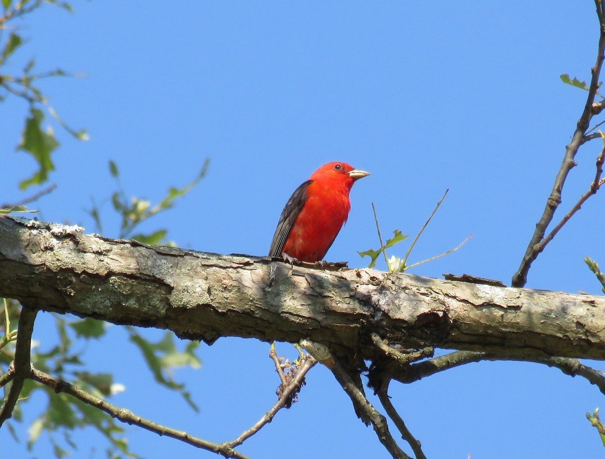 Scarlet Tanager - ML620835212