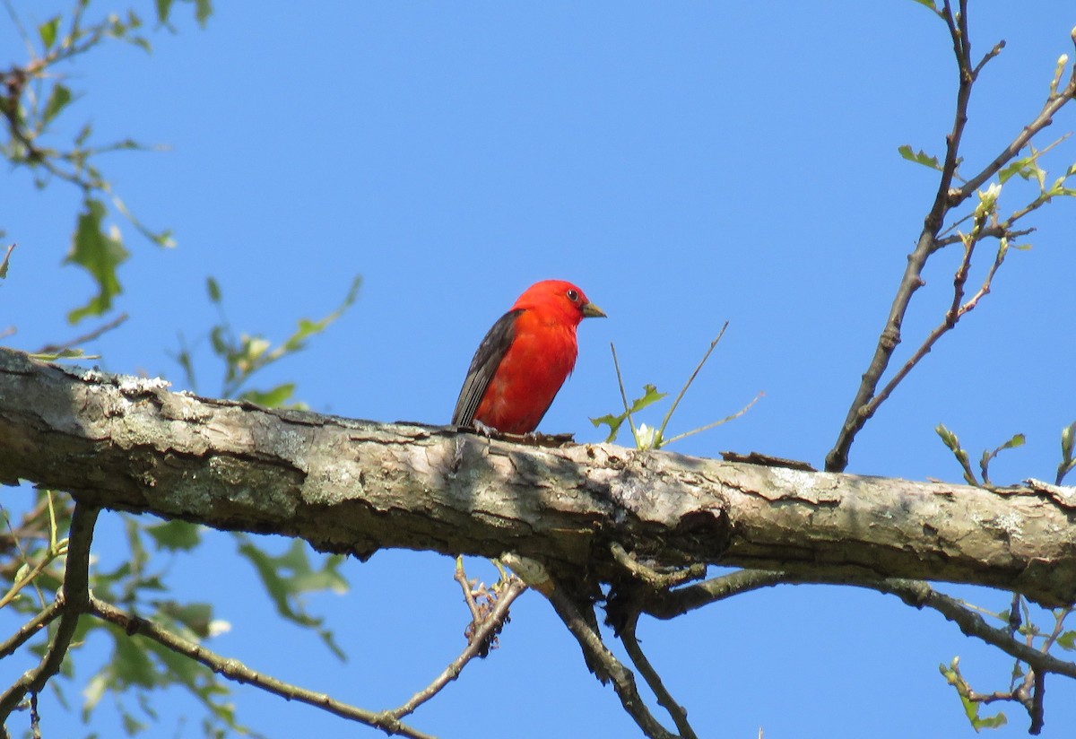 Scarlet Tanager - d w