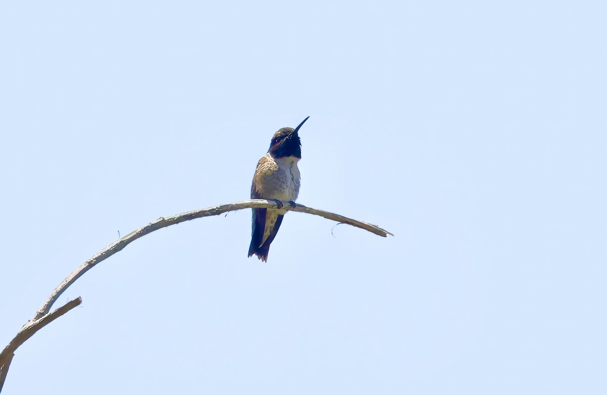 Colibri à gorge noire - ML620835214