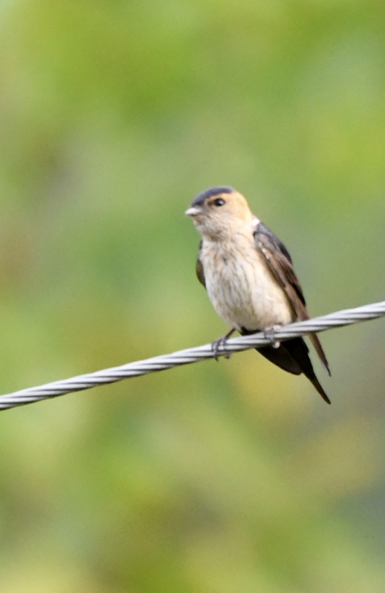 Red-rumped Swallow - ML620835216