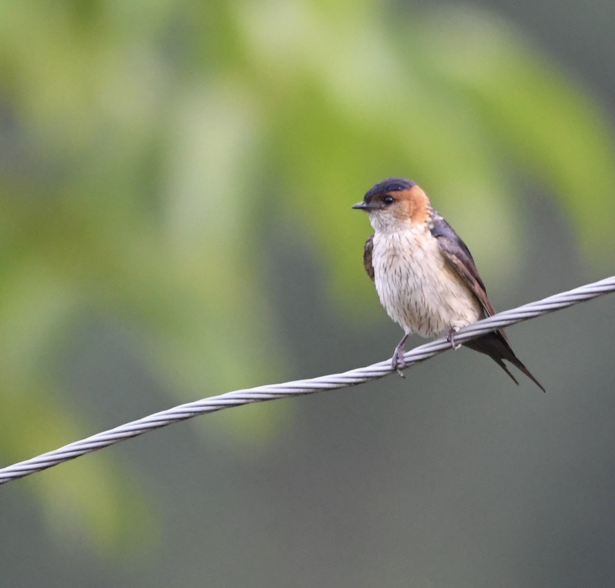 Red-rumped Swallow - ML620835217