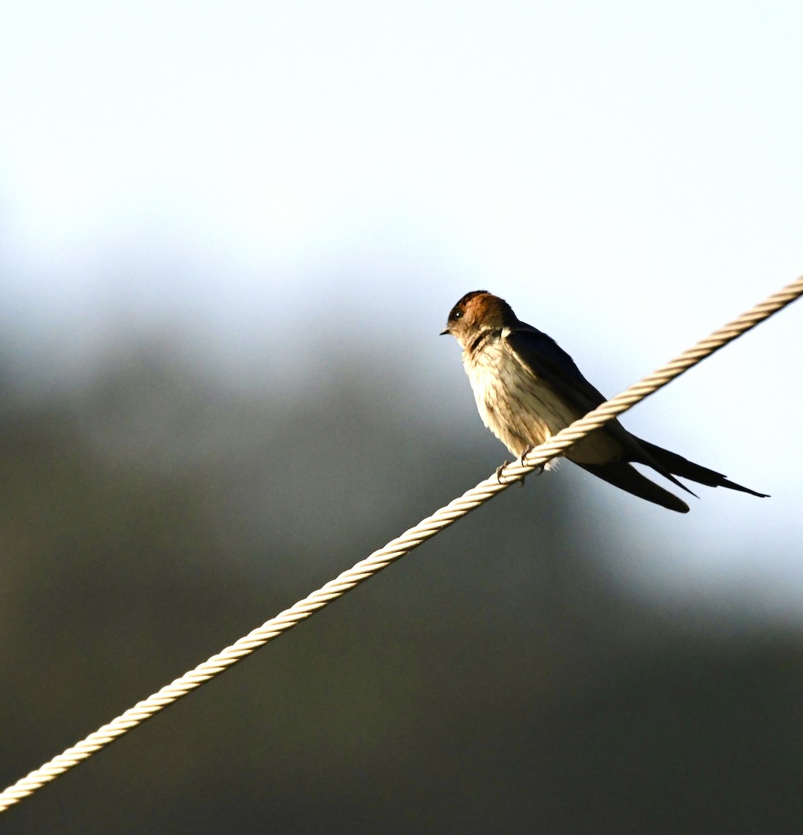 Red-rumped Swallow - ML620835218