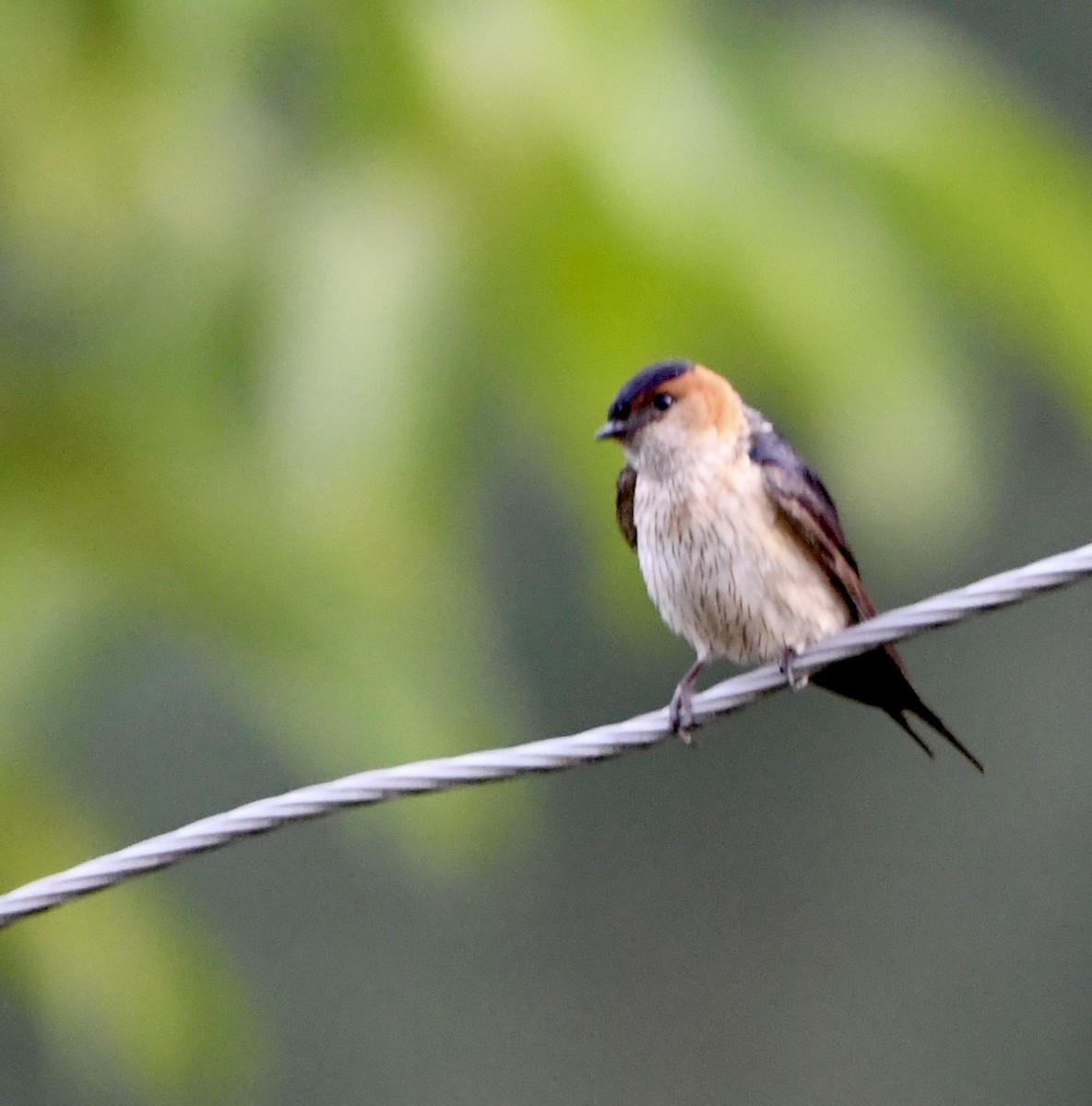 Red-rumped Swallow - ML620835219