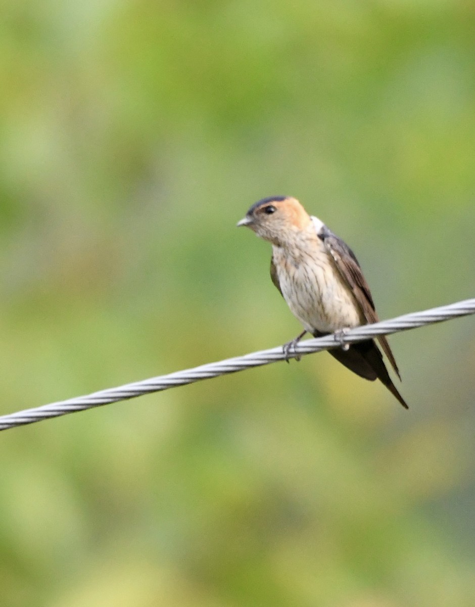 Red-rumped Swallow - mark perry