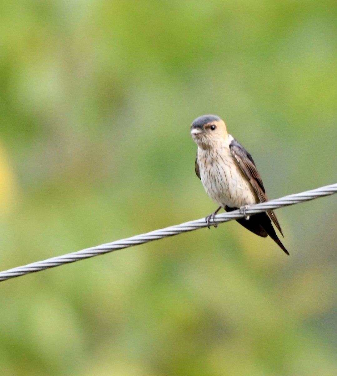 Red-rumped Swallow - ML620835221