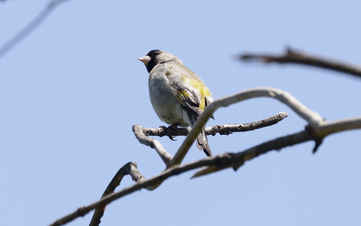 Lawrence's Goldfinch - ML620835225