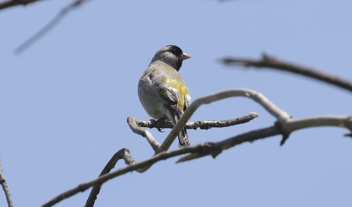 Chardonneret gris - ML620835228