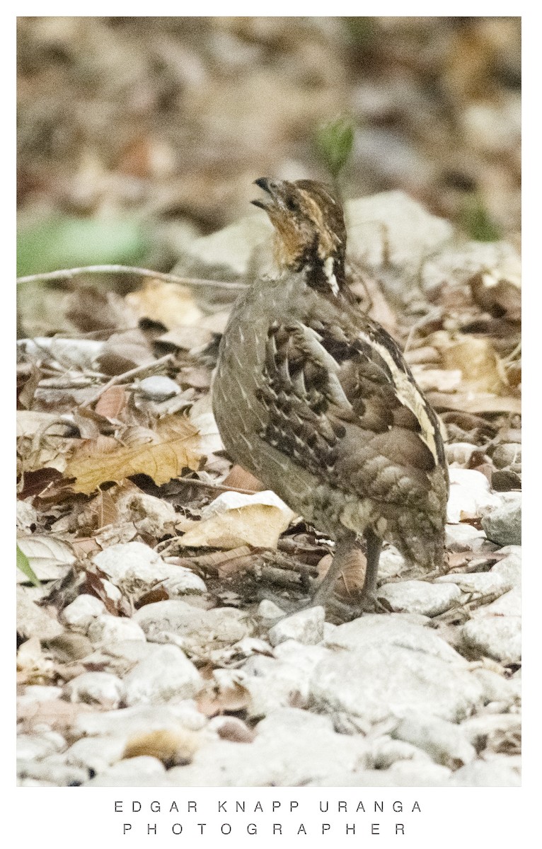 Singing Quail - ML620835230