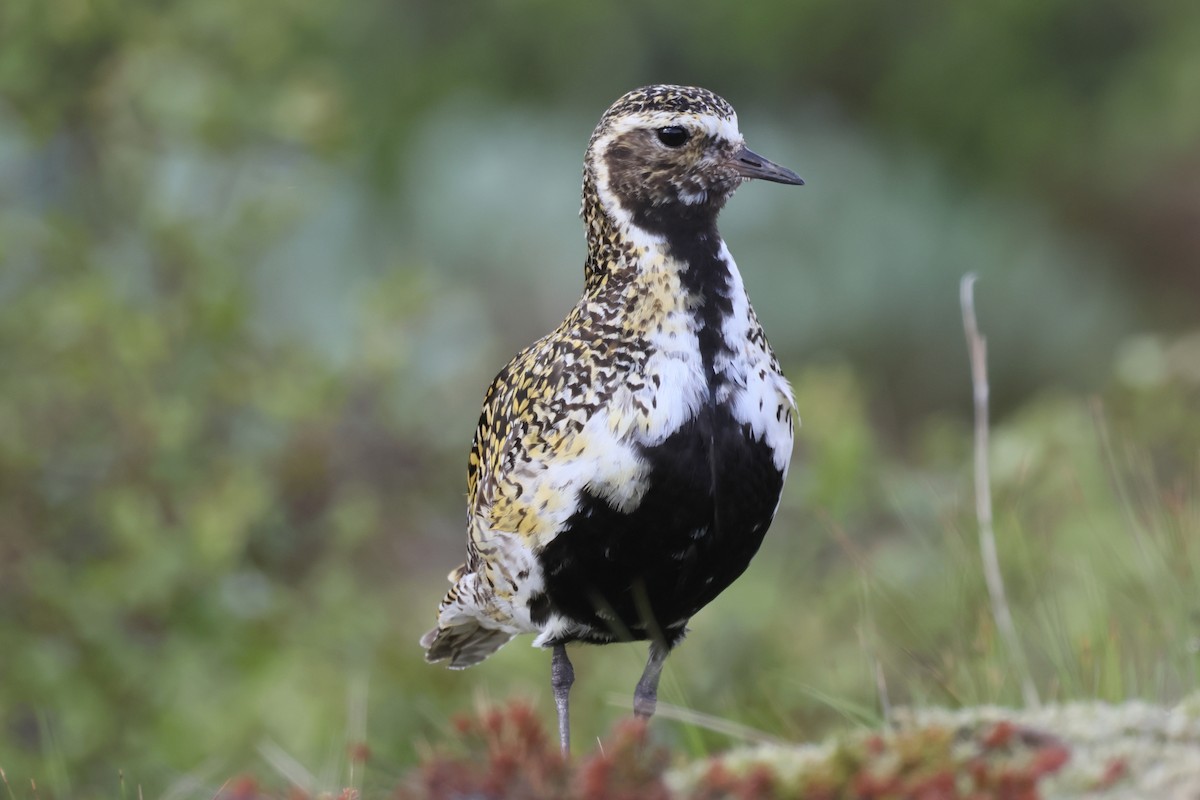 European Golden-Plover - Michal Bouček