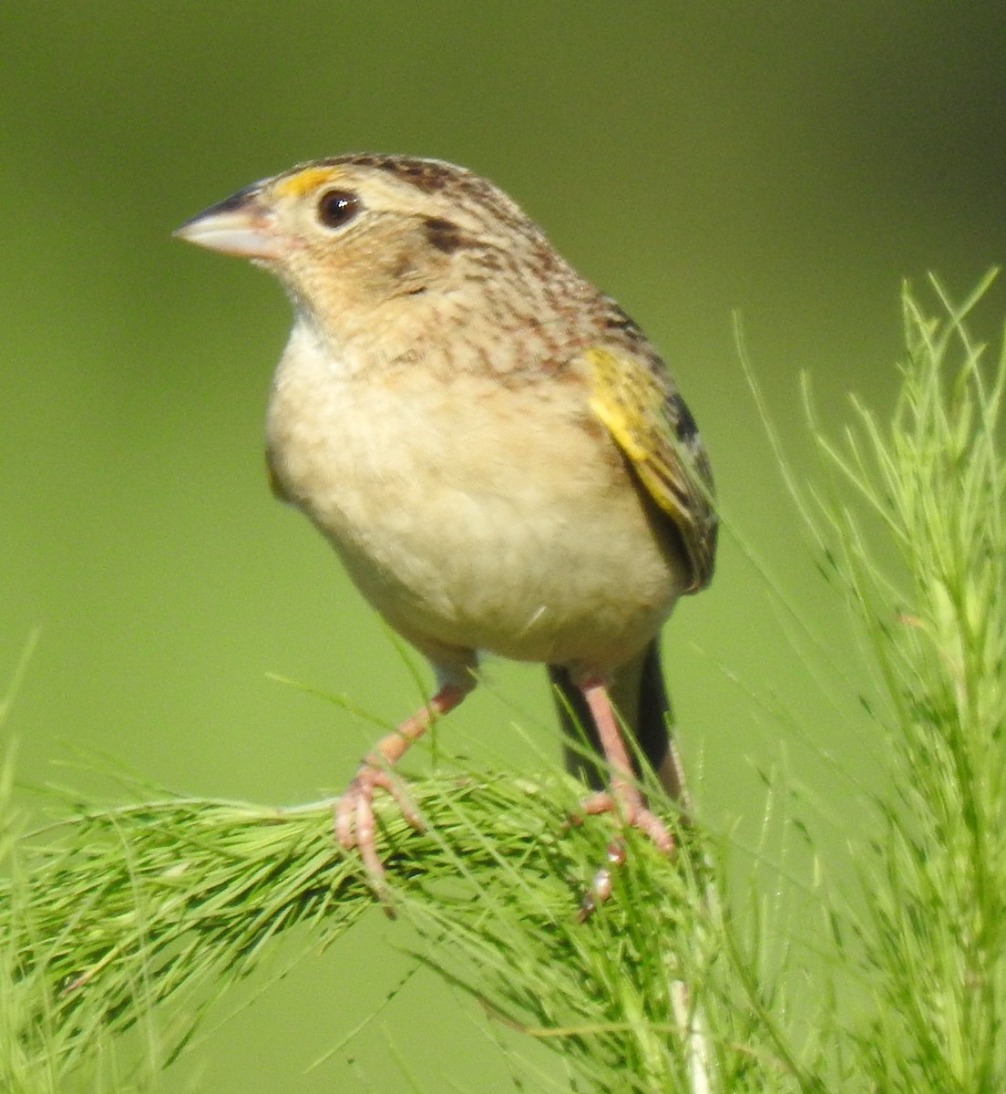 Grasshopper Sparrow - ML620835238