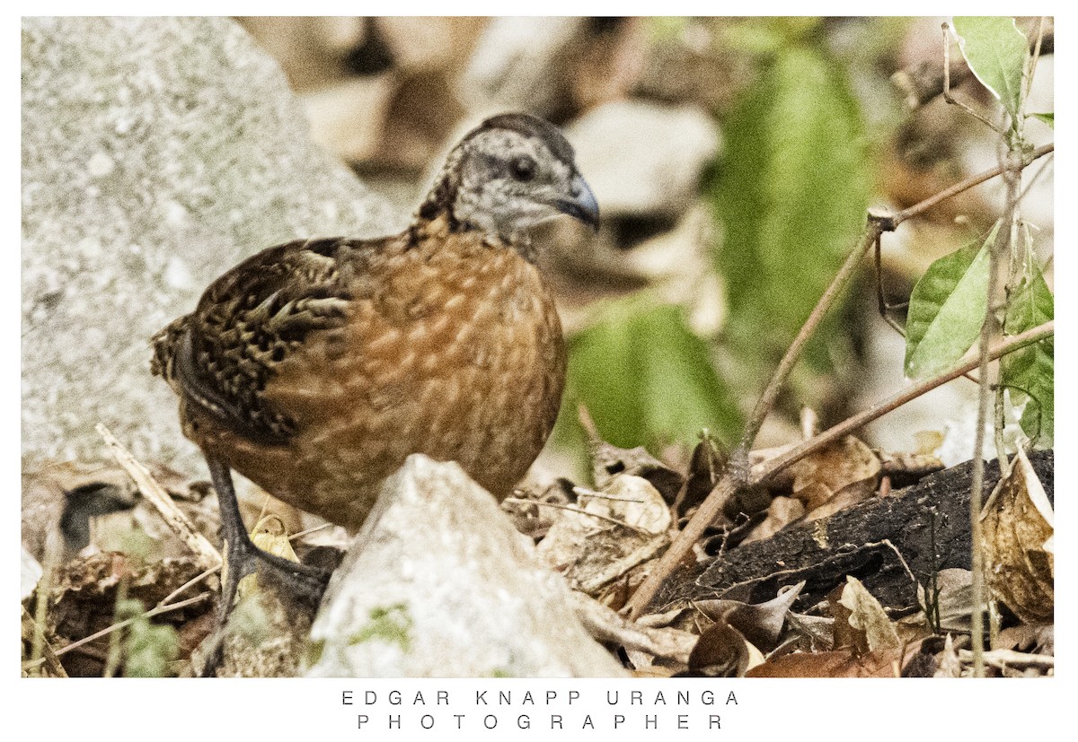 Singing Quail - ML620835239