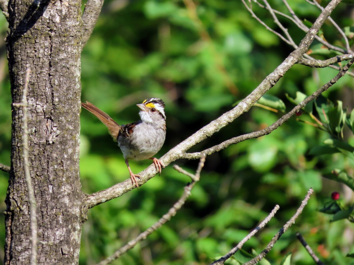 White-throated Sparrow - ML620835242