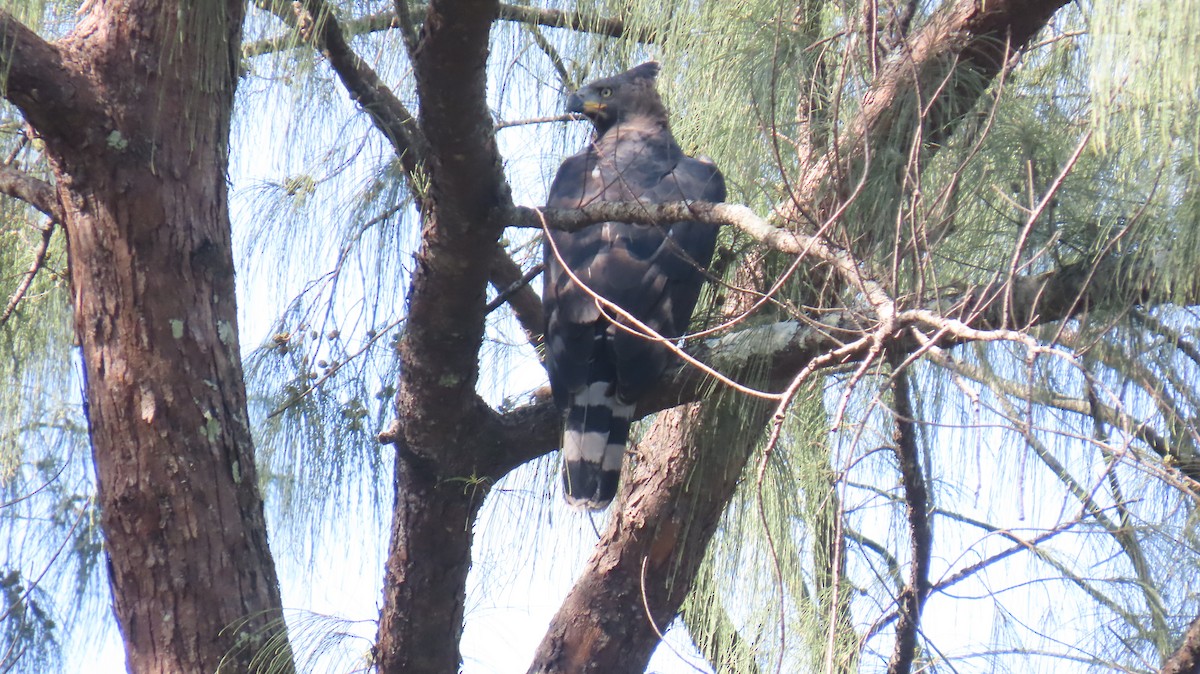 Crowned Eagle - ML620835256