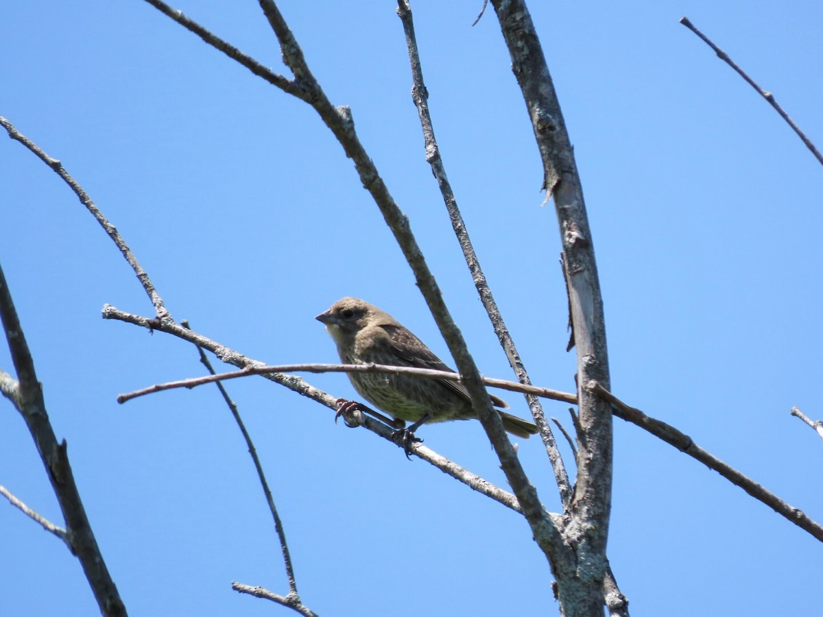 Brown-headed Cowbird - ML620835259