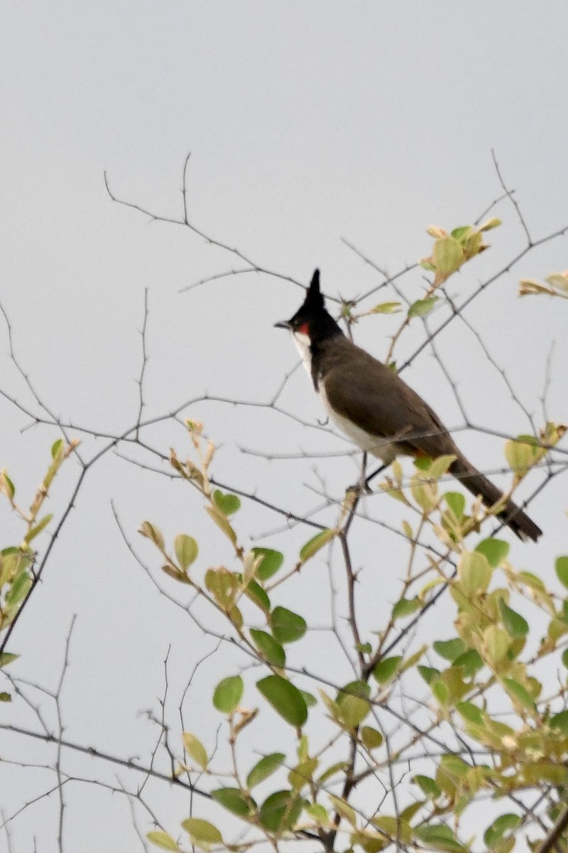 Red-whiskered Bulbul - mark perry